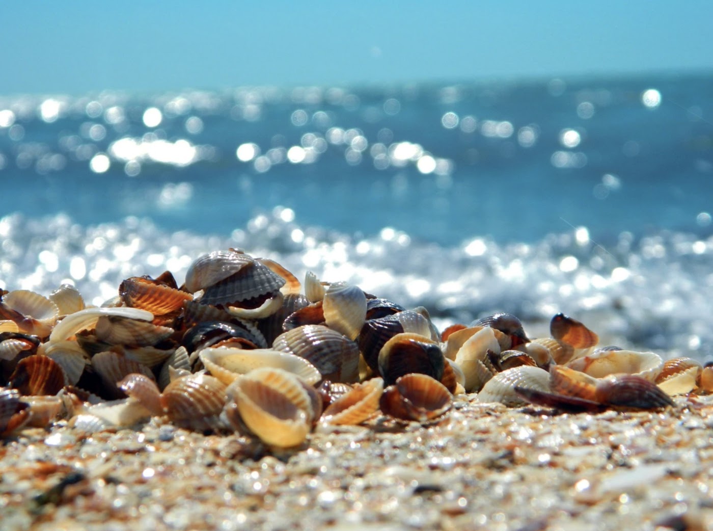 Schelpjes op het strand bij de branding